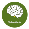 Pituitary Glands